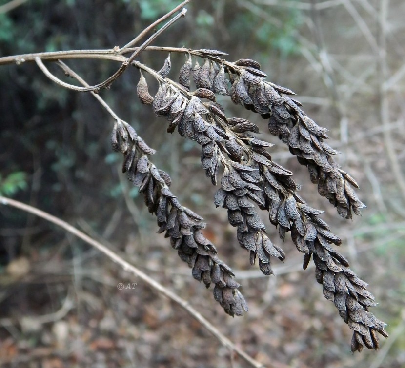 Изображение особи Amorpha fruticosa.