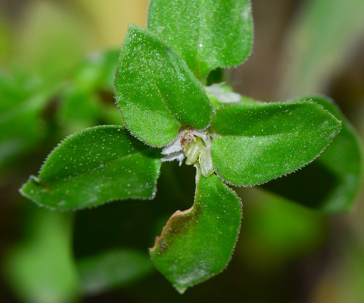 Image of Theligonum cynocrambe specimen.