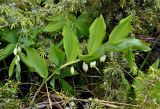 Polygonatum glaberrimum. Верхушки цветущих растений. Карачаево-Черкесия, окр. пос. Архыз, хр. Абишира-Ахуба, ≈ 1800 м н.у.м., опушка смешанного леса. 15.06.2015.