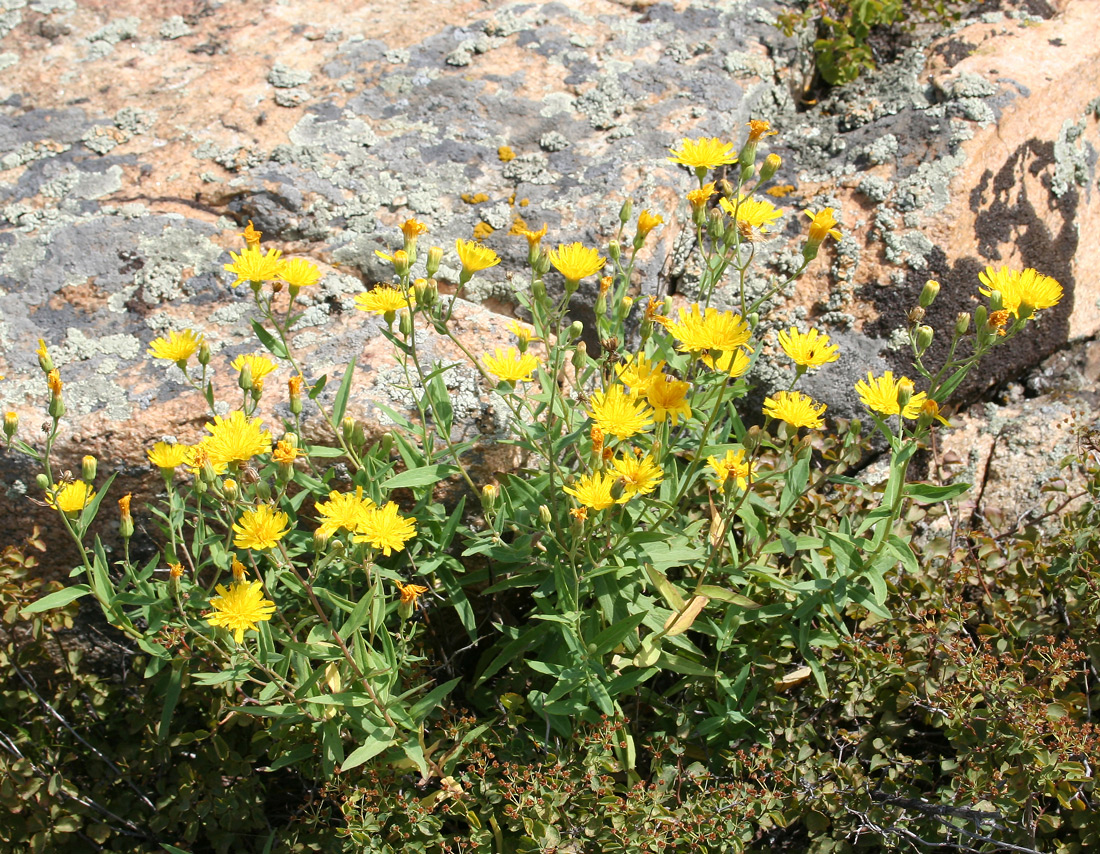 Image of Hieracium virosum specimen.