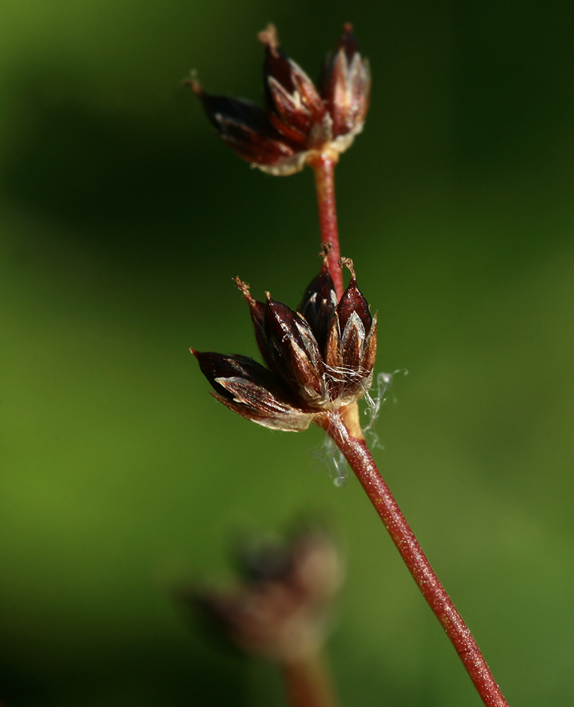 Image of Juncus articulatus specimen.