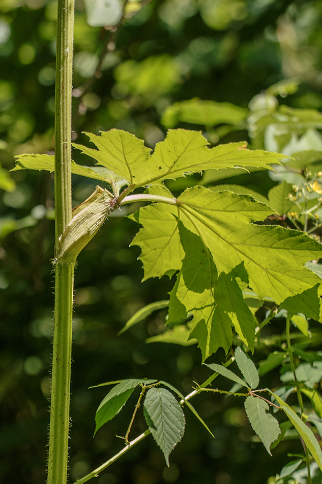 Image of genus Heracleum specimen.