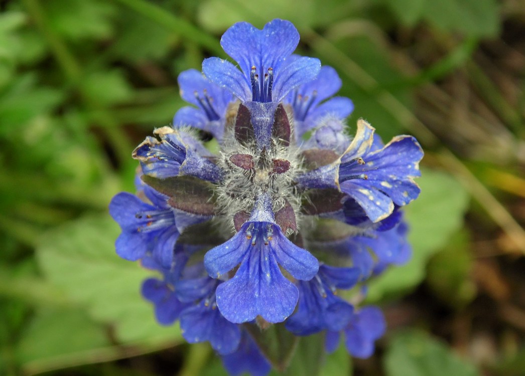 Image of Ajuga genevensis specimen.