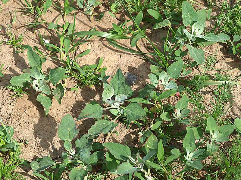 Image of Chenopodium album specimen.