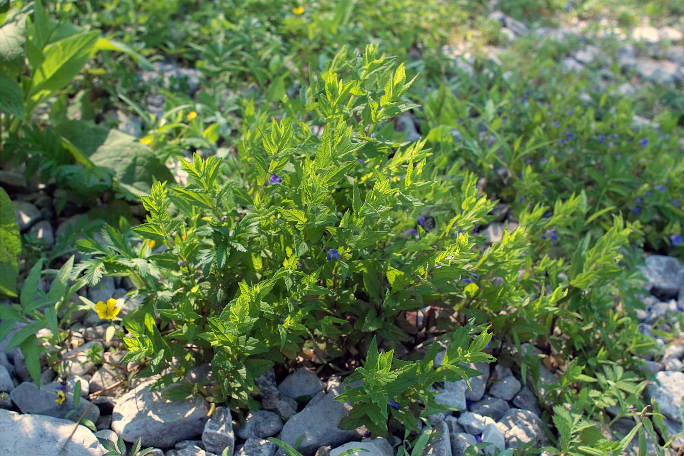 Изображение особи Scutellaria galericulata.