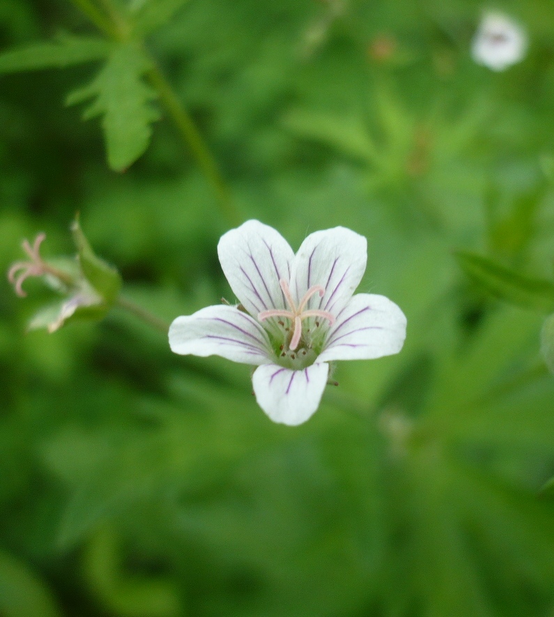 Image of Geranium asiaticum specimen.