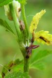 Potentilla reptans. Часть стебля с прилистниками. Республика Адыгея, г. Майкоп, во дворе дома на лужайке. 05.06.2016.