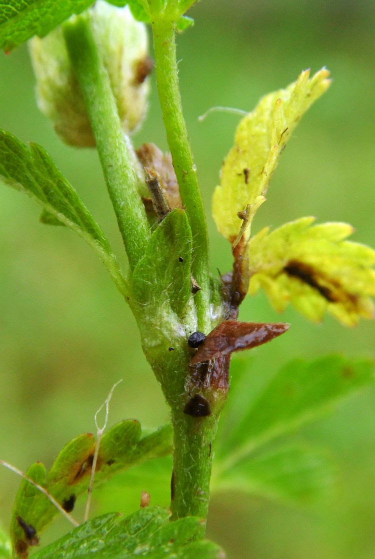 Image of Potentilla reptans specimen.