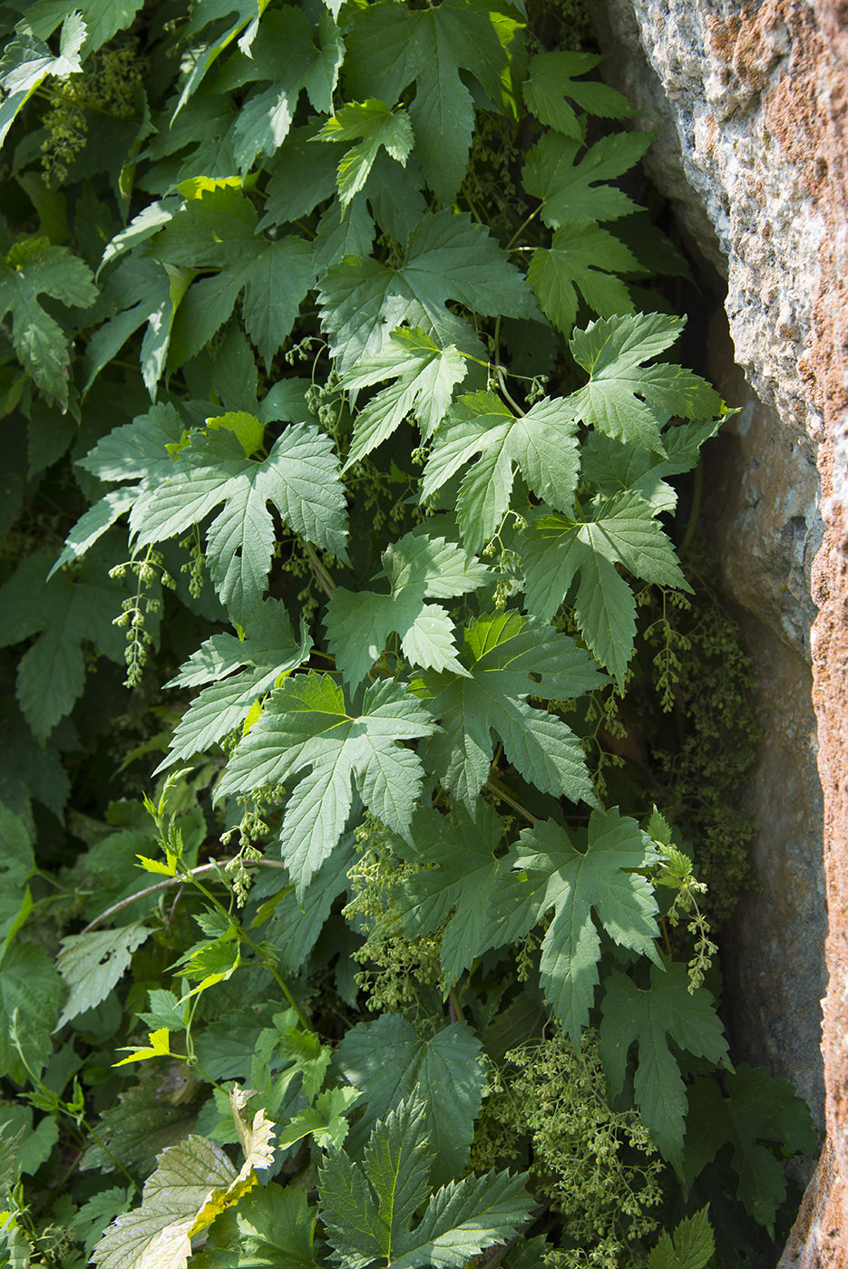 Изображение особи Humulus lupulus.