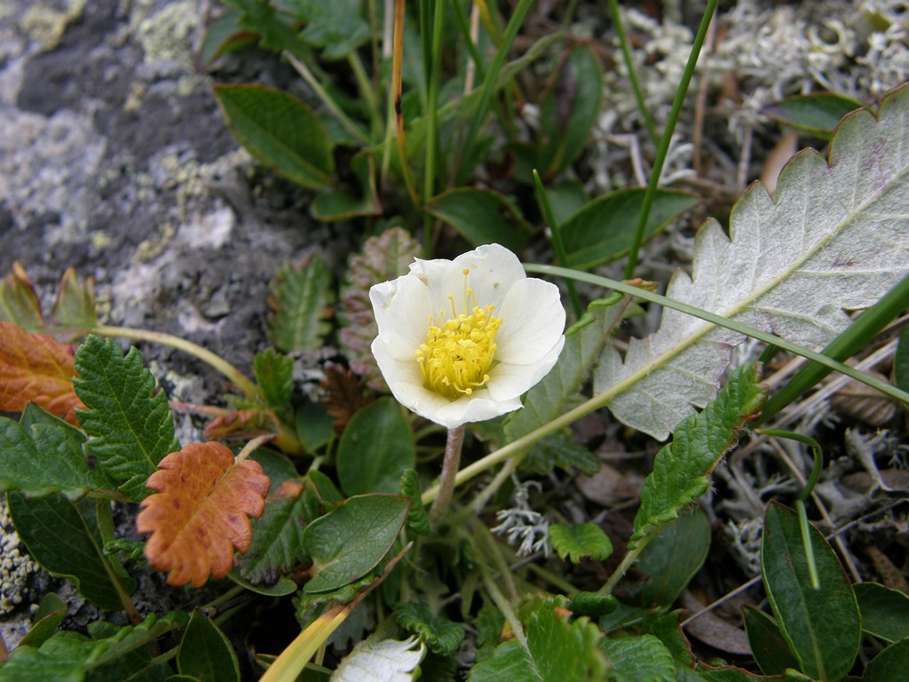 Image of Dryas oxyodonta specimen.