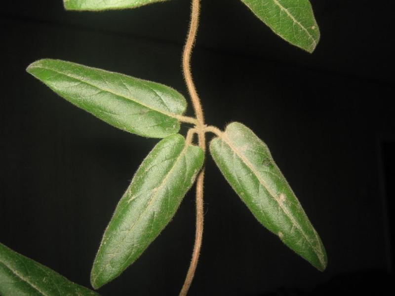 Изображение особи Lonicera japonica.