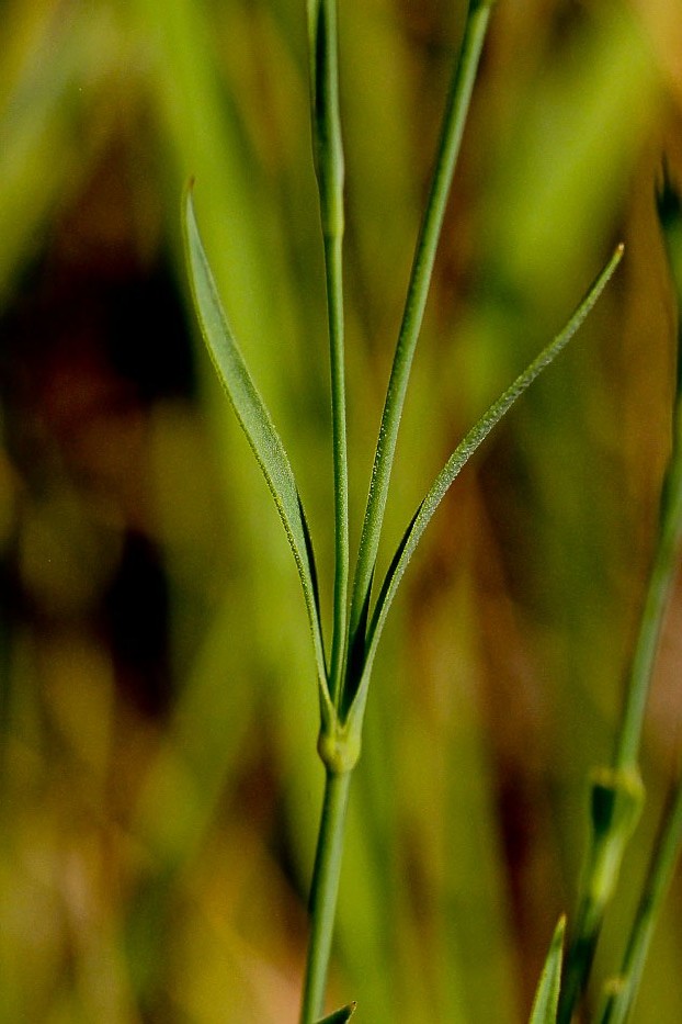 Image of Dianthus versicolor specimen.