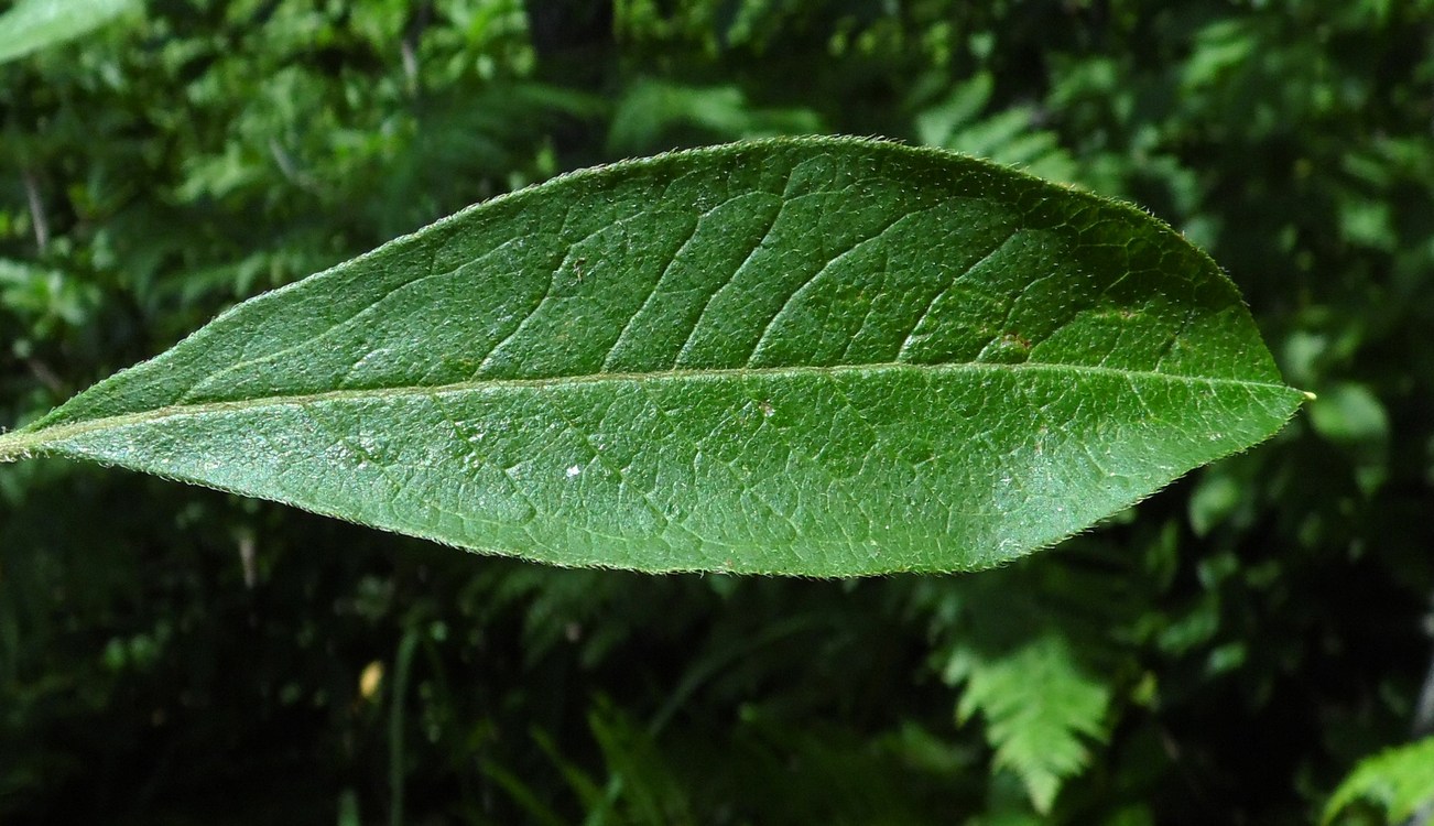 Image of Rhododendron luteum specimen.