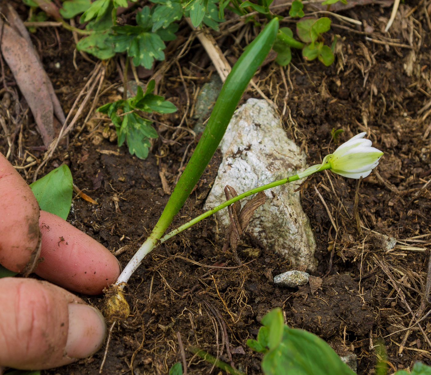 Изображение особи Ornithogalum balansae.