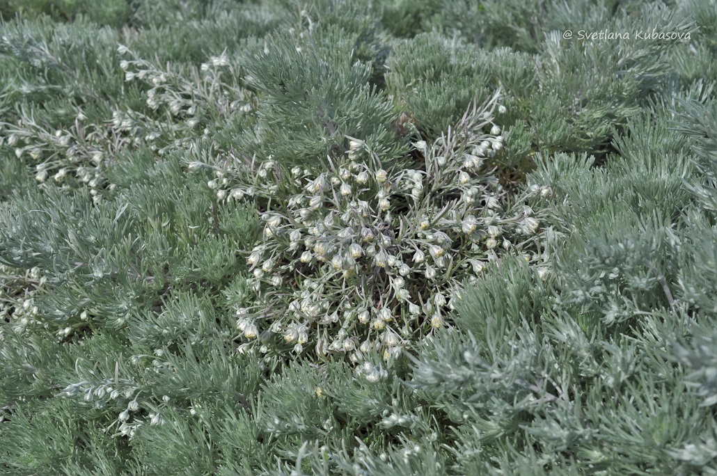 Изображение особи Artemisia schmidtiana.