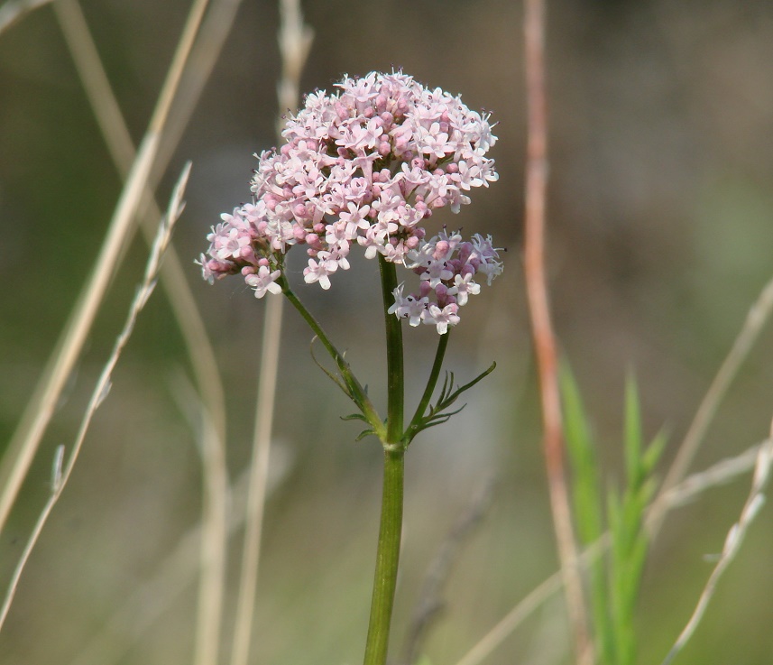 Image of Valeriana alternifolia specimen.