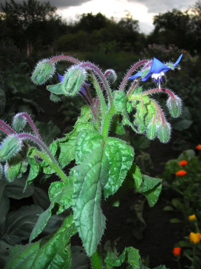 Image of Borago officinalis specimen.