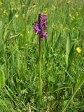 Anacamptis morio