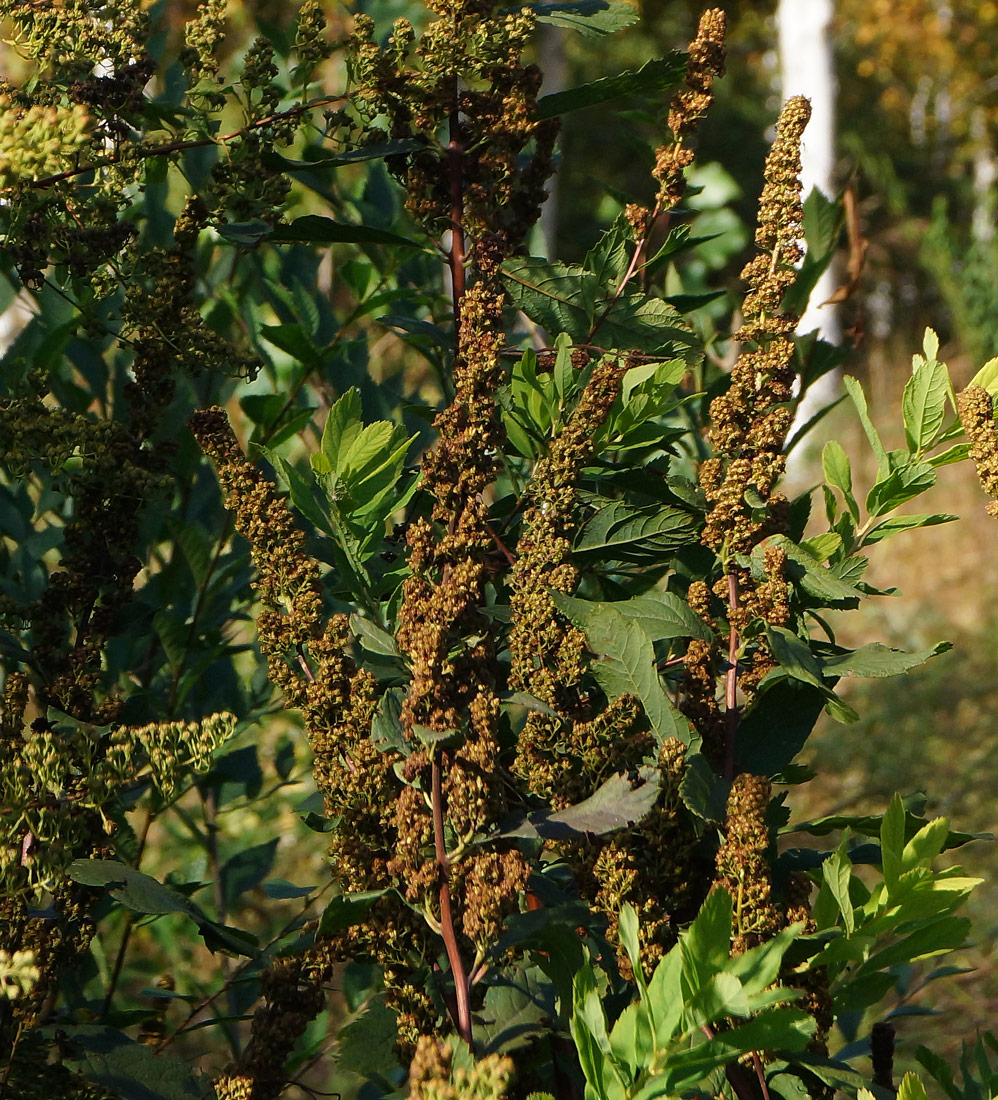 Image of genus Spiraea specimen.