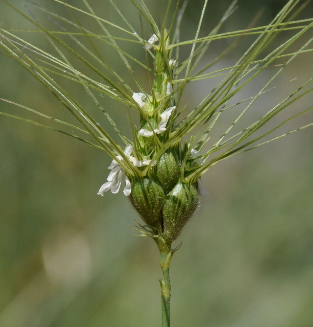 Image of Aegilops geniculata specimen.