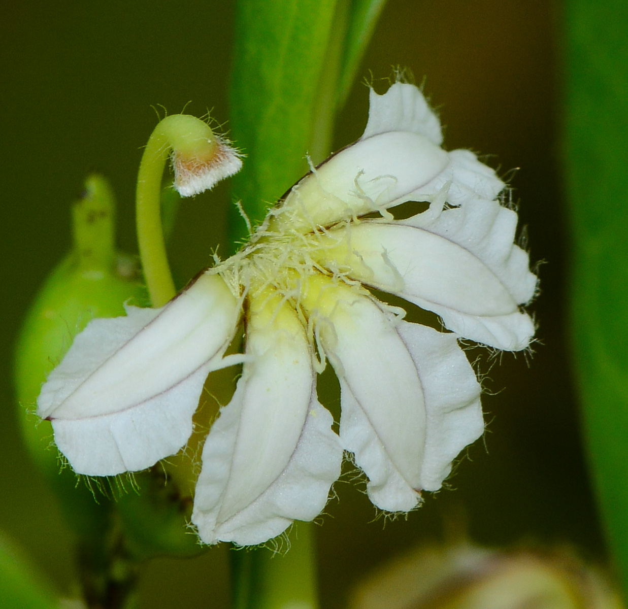 Image of Scaevola taccada specimen.