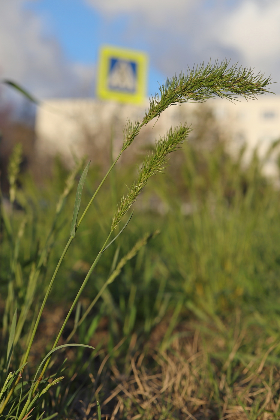 Image of Poa bulbosa ssp. vivipara specimen.