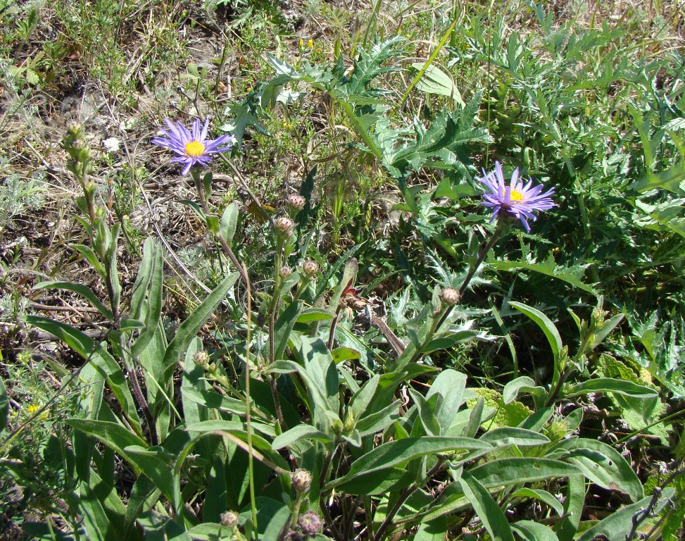 Image of Aster amellus specimen.