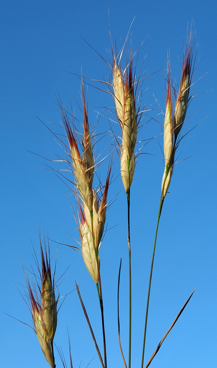 Image of Bromus danthoniae specimen.