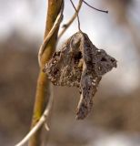 Image of taxon representative. Author is Мария Жукова