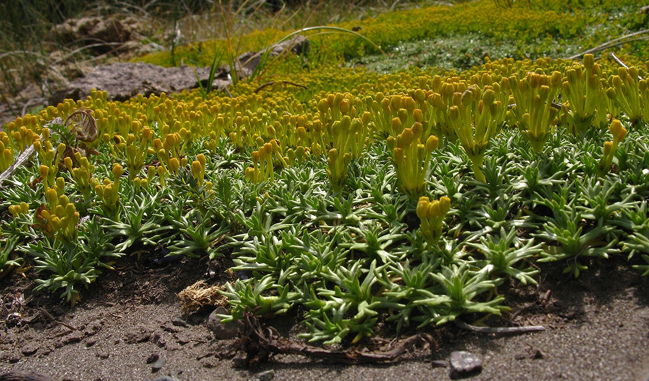 Image of Azorella trifurcata specimen.