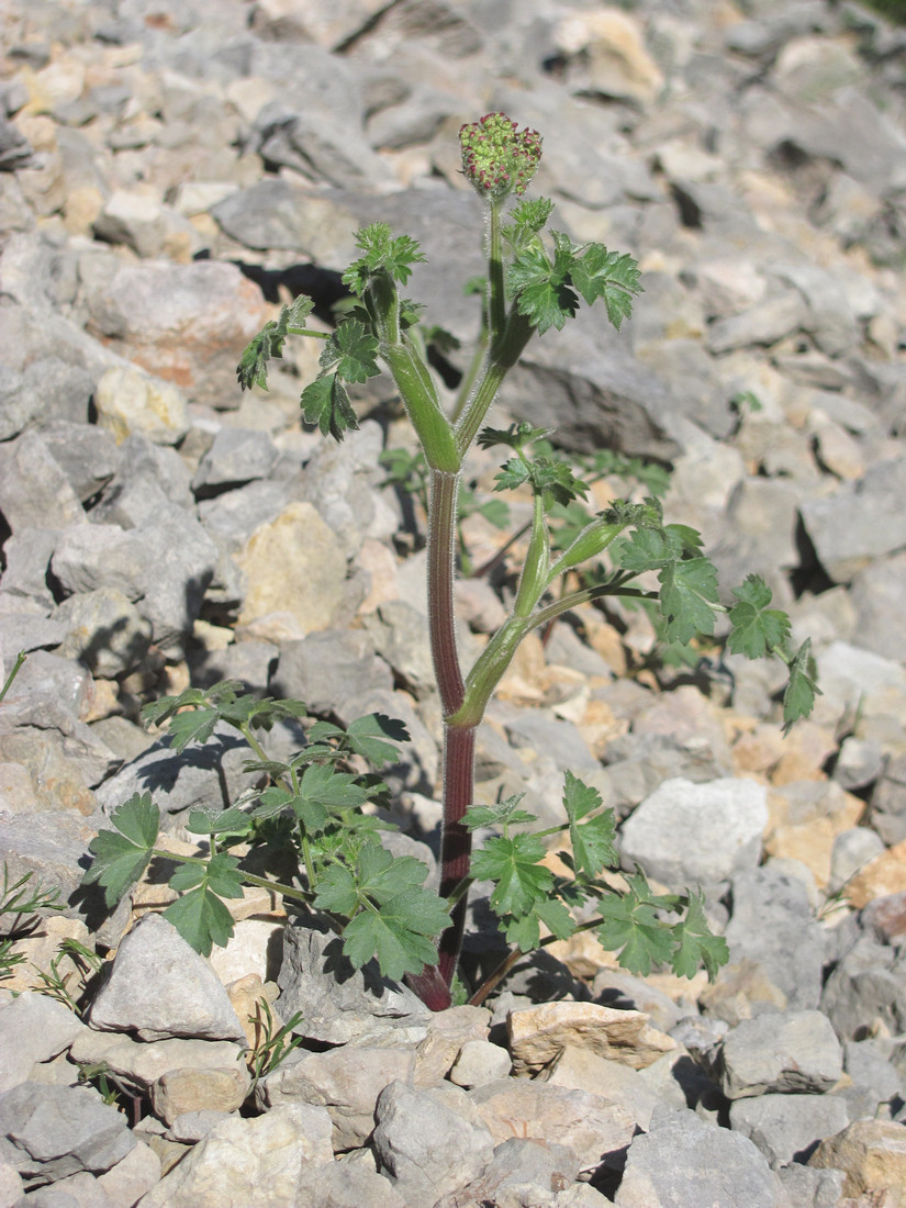 Image of Heracleum ligusticifolium specimen.