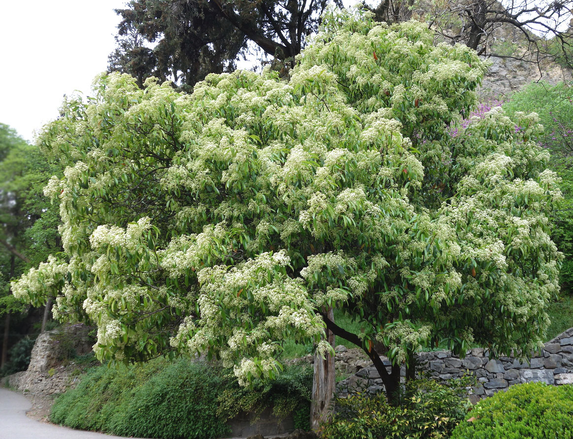 Image of Photinia serratifolia specimen.