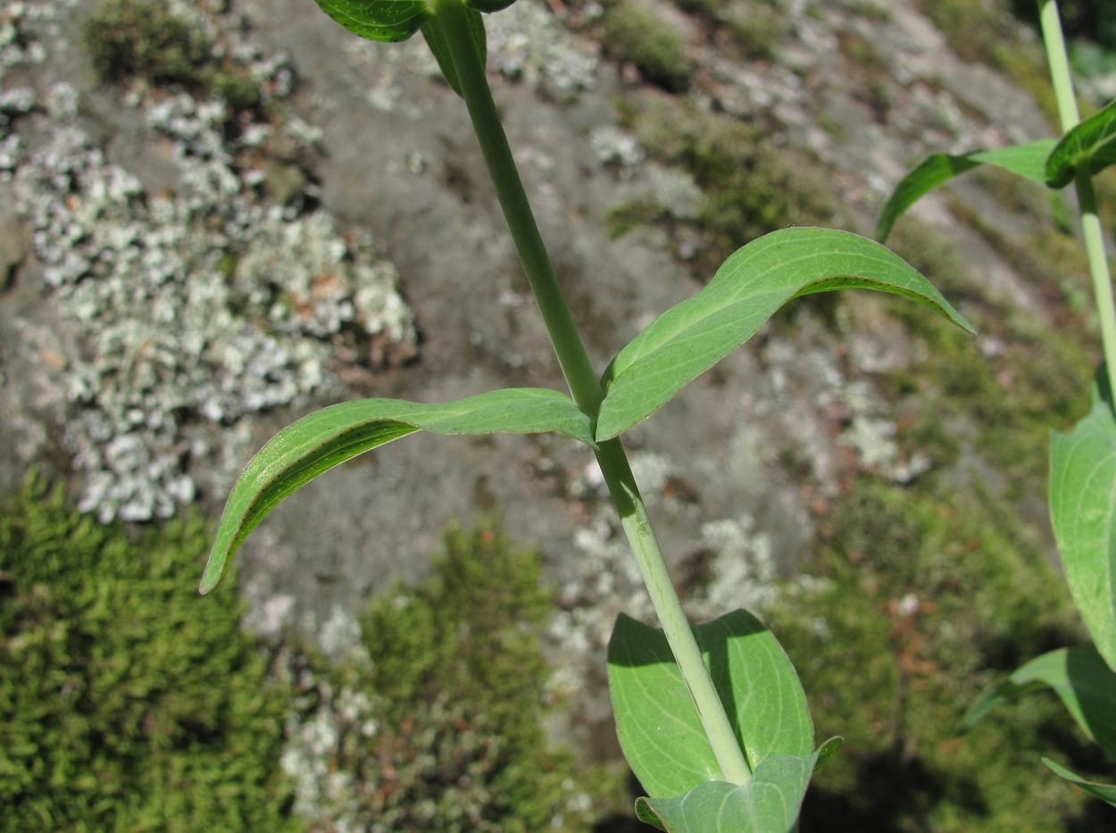 Изображение особи Hypericum maleevii.