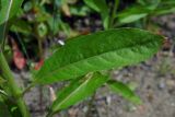 Oenothera biennis. Лист (верхняя сторона). Республика Адыгея, г. Майкоп, южная окраина, правый берег р. Белая, на песке. 12.06.2017.