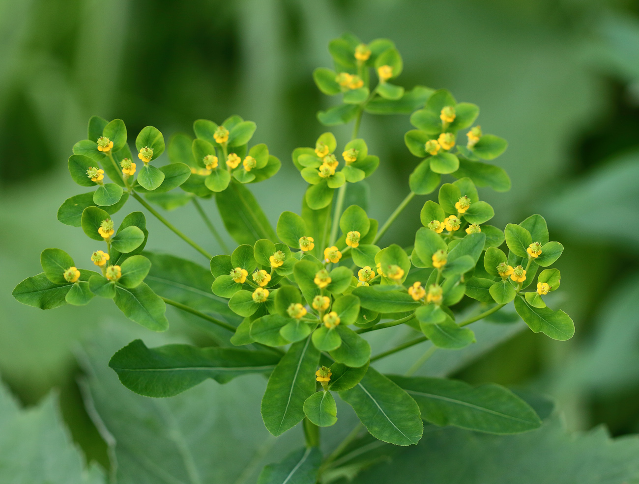 Изображение особи Euphorbia pilosa.