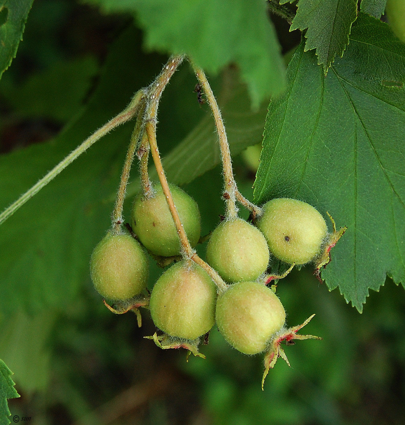 Image of Crataegus submollis specimen.