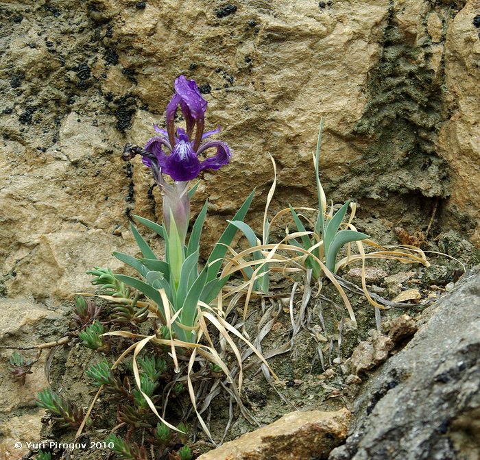 Image of Iris timofejewii specimen.