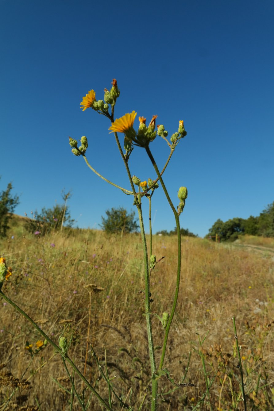 Image of Picris hieracioides specimen.