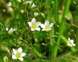 Linum catharticum