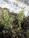 Alyssum hirsutum. Цветущие и плодоносящие растения. Крым, Керченский п-ов, побережье возле м. Зюк. 2 мая 2010 г.