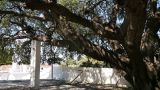 Quercus ilex. Нижняя часть кроны старого дерева. Греция, о. Родос, во дворе монастыря. Июль 2017 г.