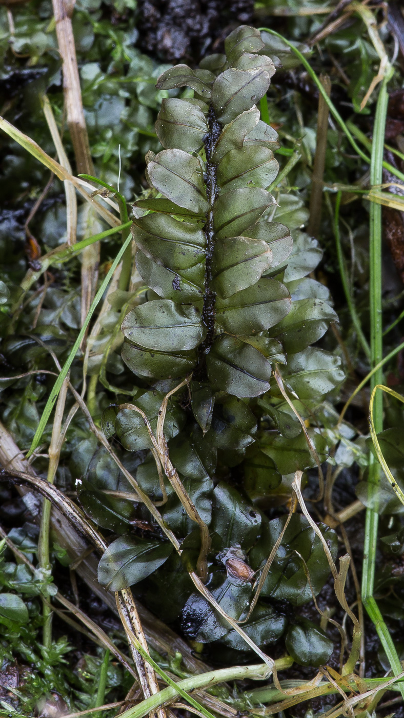 Image of Plagiomnium ellipticum specimen.