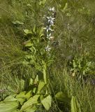 Swertia iberica. Цветущее растение. Кабардино-Балкария, южное Приэльбрусье, средняя часть долины р. Терскол, заболоченный участок. Высота 2250 м н.у.м. 06.08.2009.