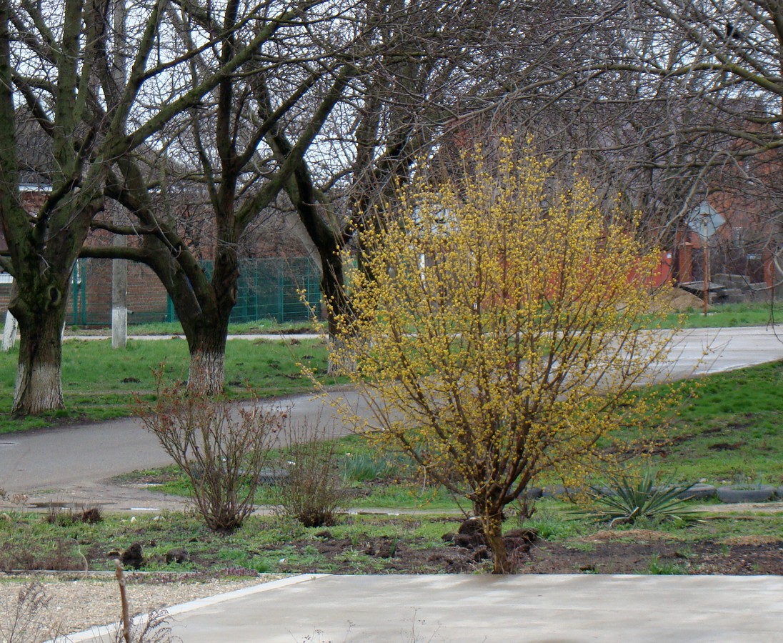 Изображение особи Cornus mas.