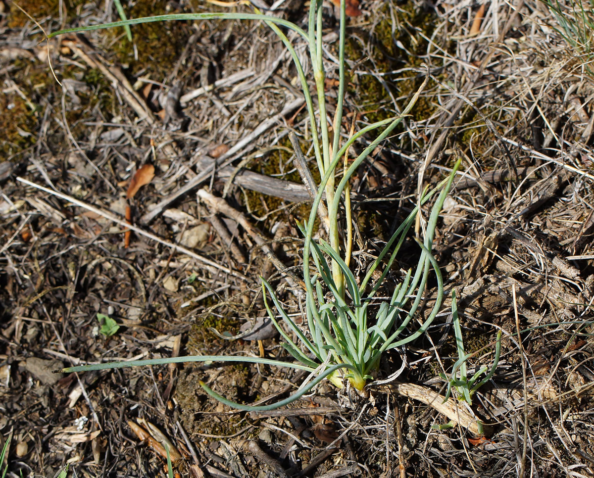 Image of Gypsophila patrinii specimen.