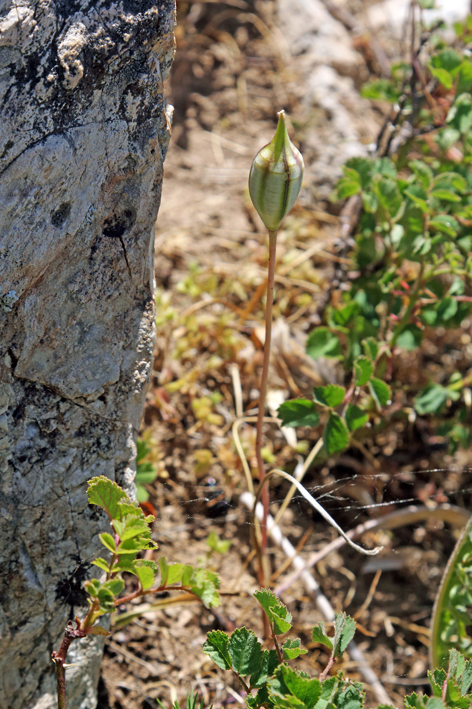 Image of Tulipa dasystemon specimen.