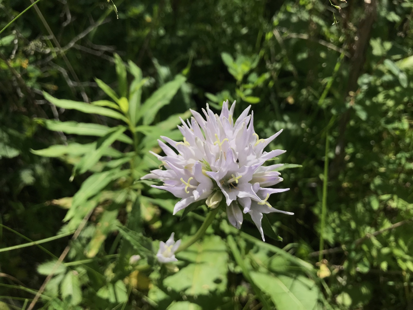 Image of Campanula glomerata specimen.