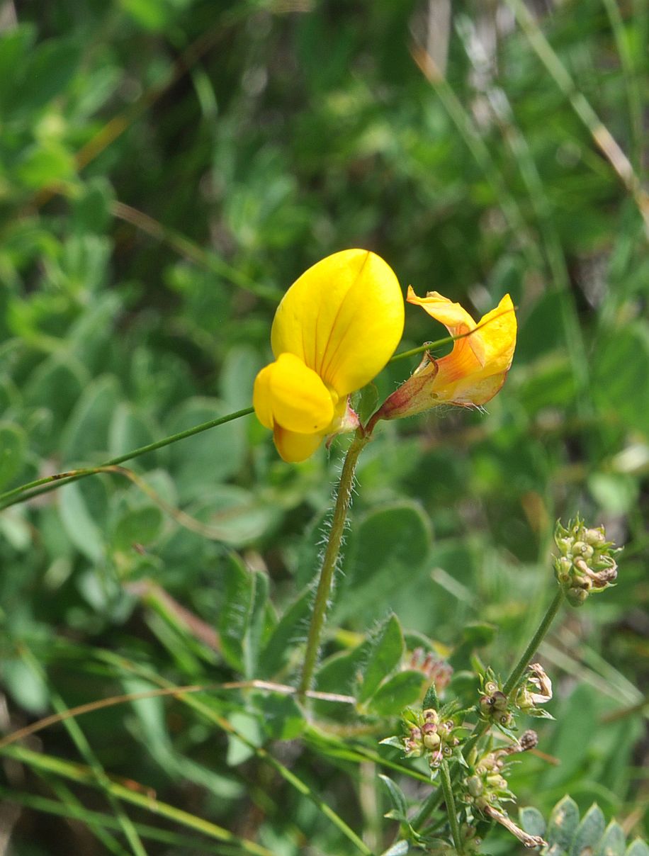 Image of Lotus caucasicus specimen.