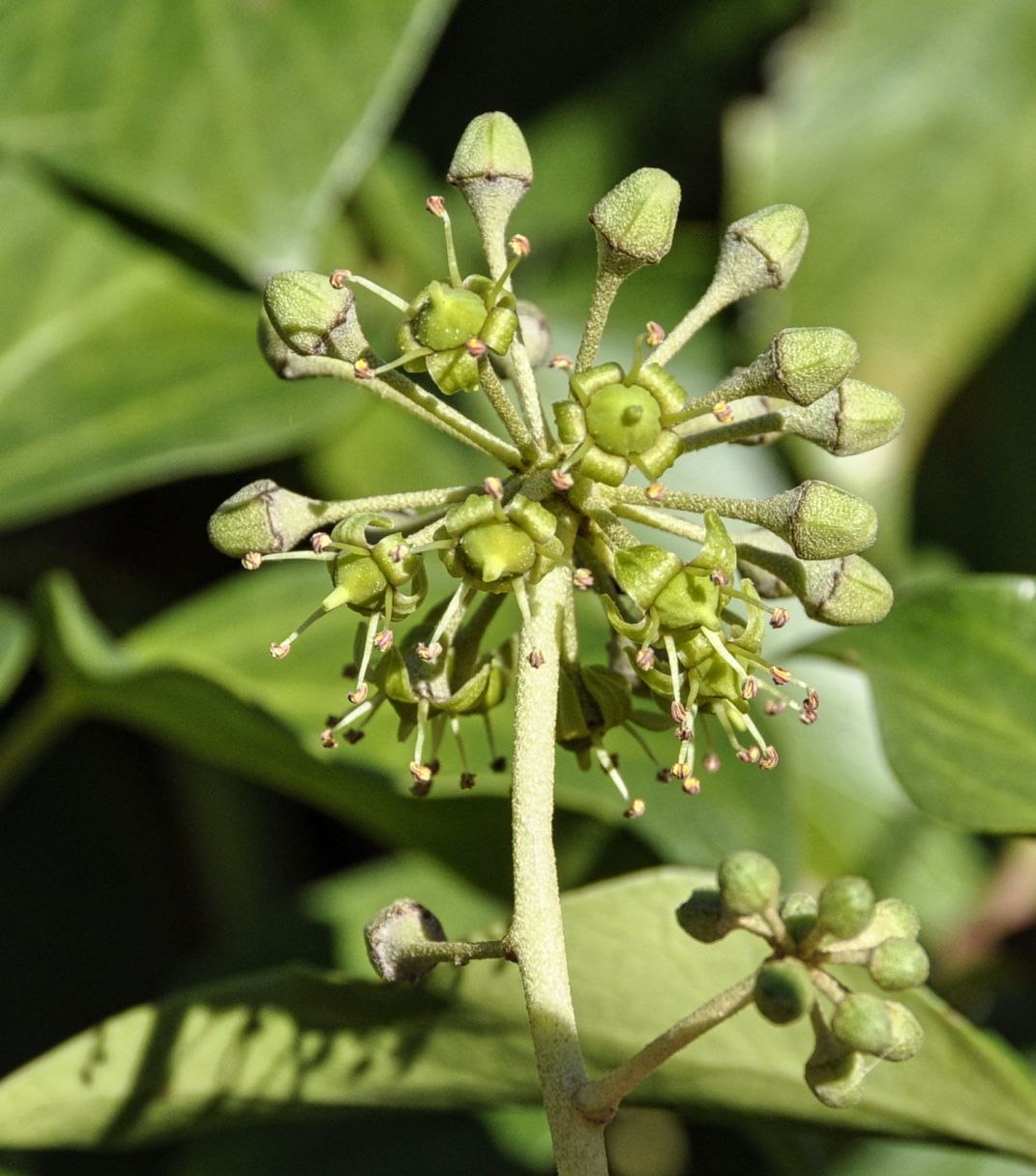 Изображение особи Hedera cypria.