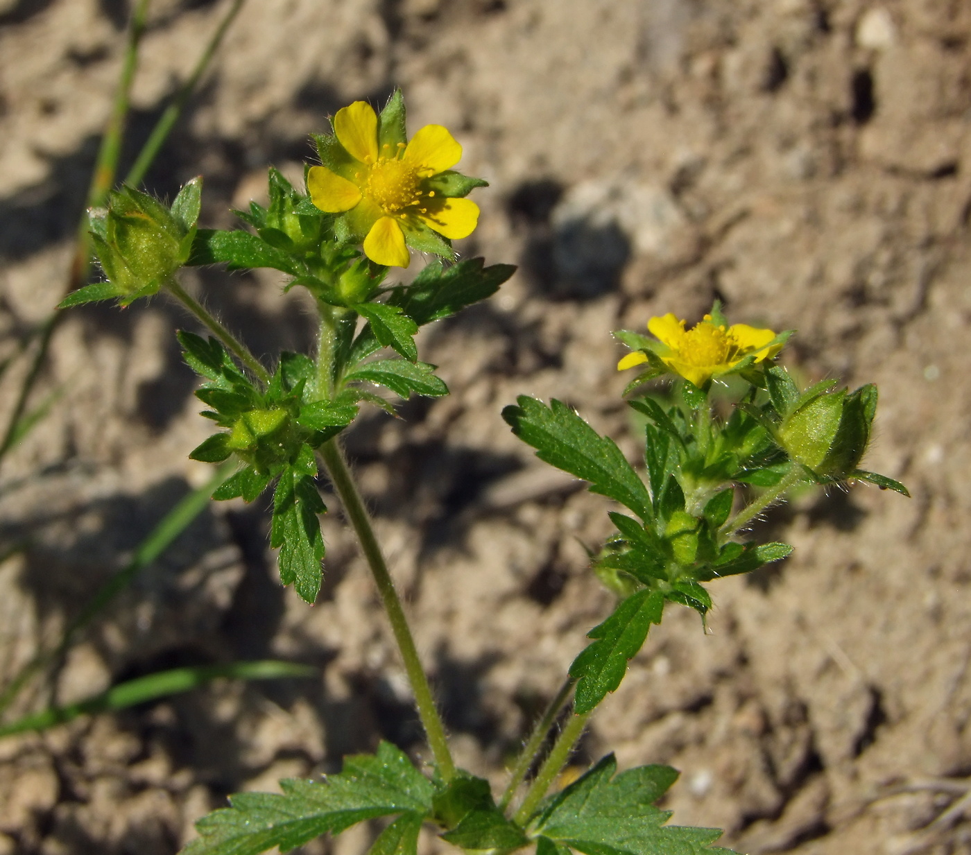 Image of Potentilla norvegica specimen.